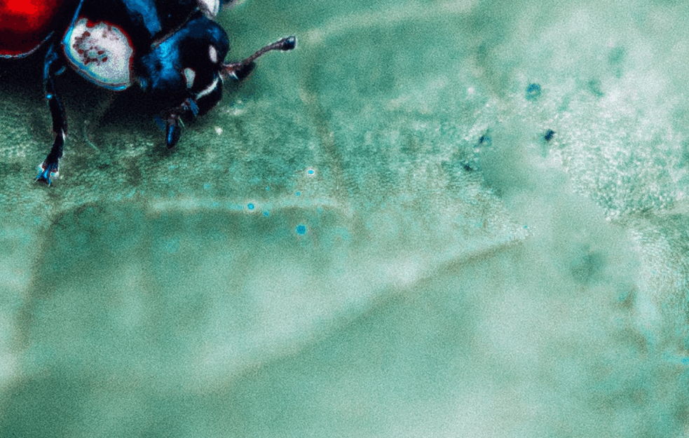 Foto: Unsplash